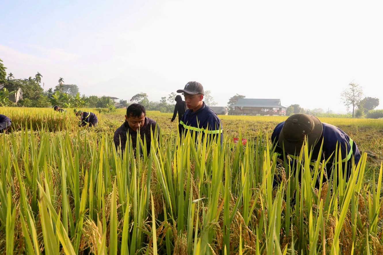 Các cán bộ, chiến sĩ xuống đồng giúp dân gặt lúa trong thời gian diễn tập phòng thủ dân sự năm 2026.