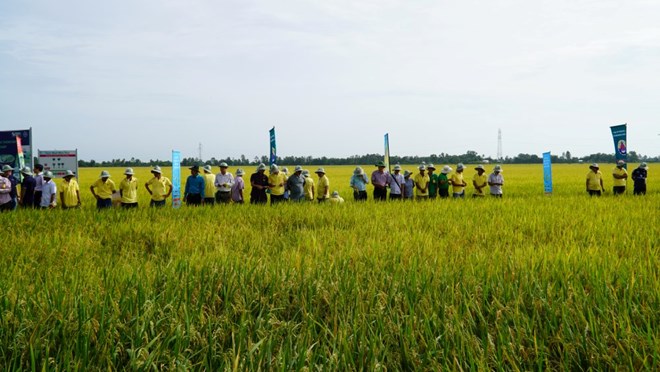 Mô hình canh tác lúa chất lượng cao và phát thải thấp tại xã Gò Quao (An Giang) cho thấy hiệu quả kinh tế cao. Ảnh: Xuân Nhi