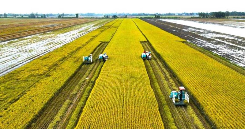 Gạo Việt Nam tìm đường vào phân khúc xanh, giá trị cao