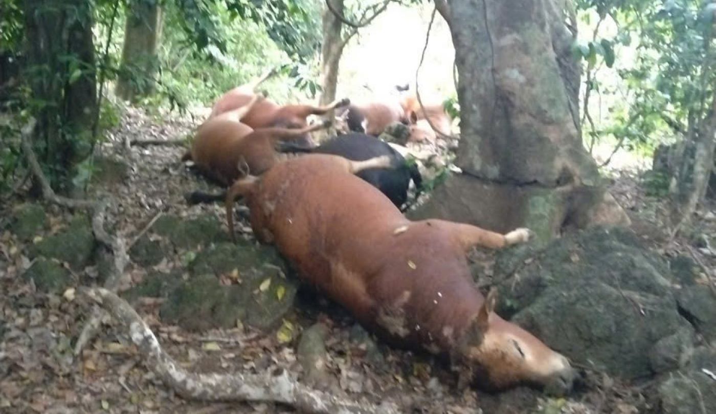 Herds of cows dying in the forest due to lightning strikes. Photo: Han Nguyen