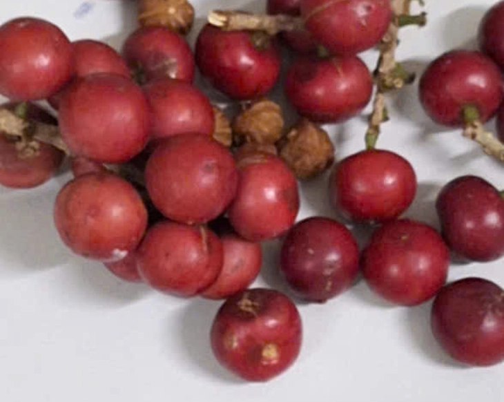 Ministry of Health investigates the case of many students suspected of poisoning due to strange fruit in Lao Cai.