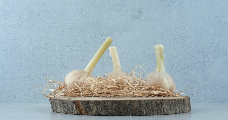 Trồng tỏi tại nhà: Các bước đơn giản để có tỏi tươi quanh năm