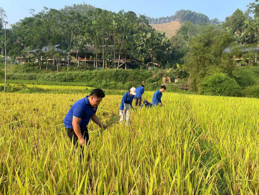 Hình ảnh đẹp của tuổi trẻ xã Yên Thành trong mùa gặt lúa giúp dân. Ảnh: Tuổi trẻ Lào Cai