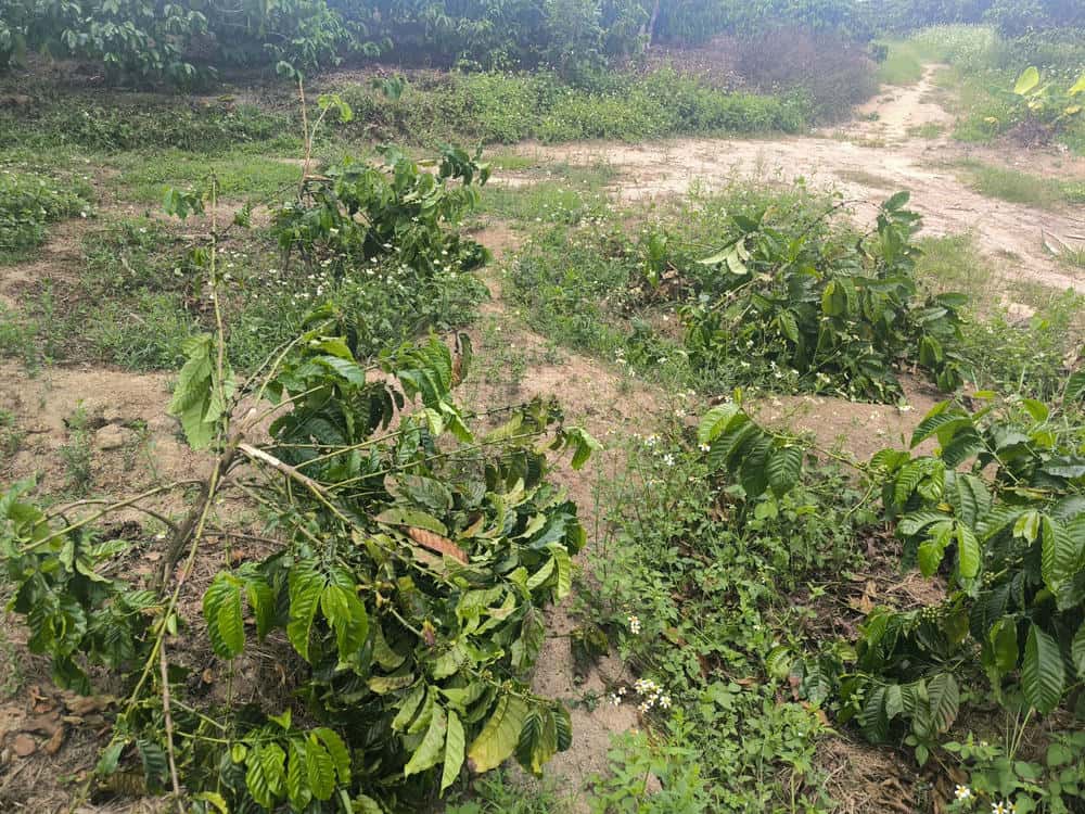 Nhiều cây cà phê bị phá hoại, chặt ngang thân gây thiệt hại cho người dân. Ảnh: ĐVCC