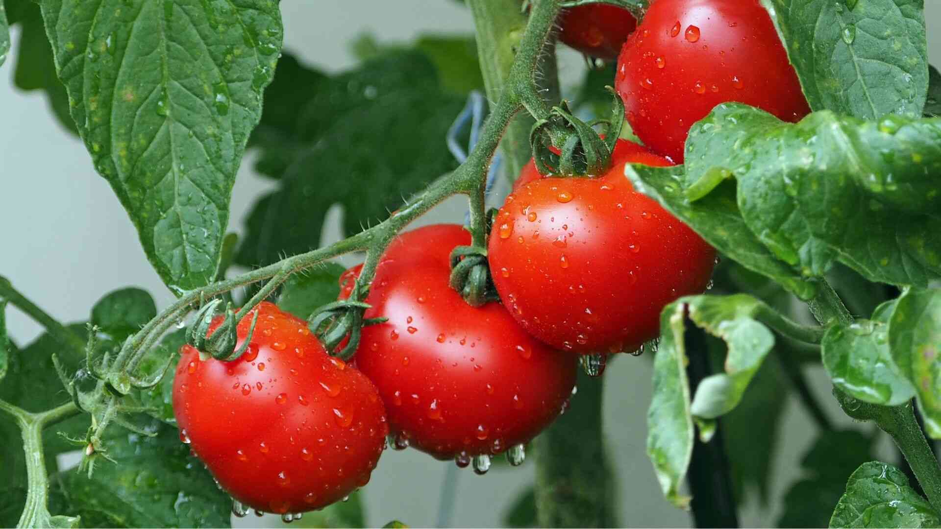 Los tomates contienen sustancias beneficiosas para la eliminación del ácido úrico. Foto: Canva
