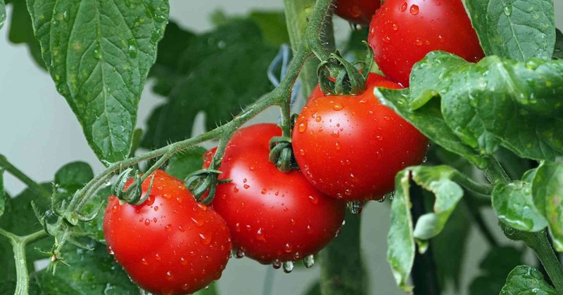 Cà chua: 4 công dụng bất ngờ hỗ trợ đào thải axit uric