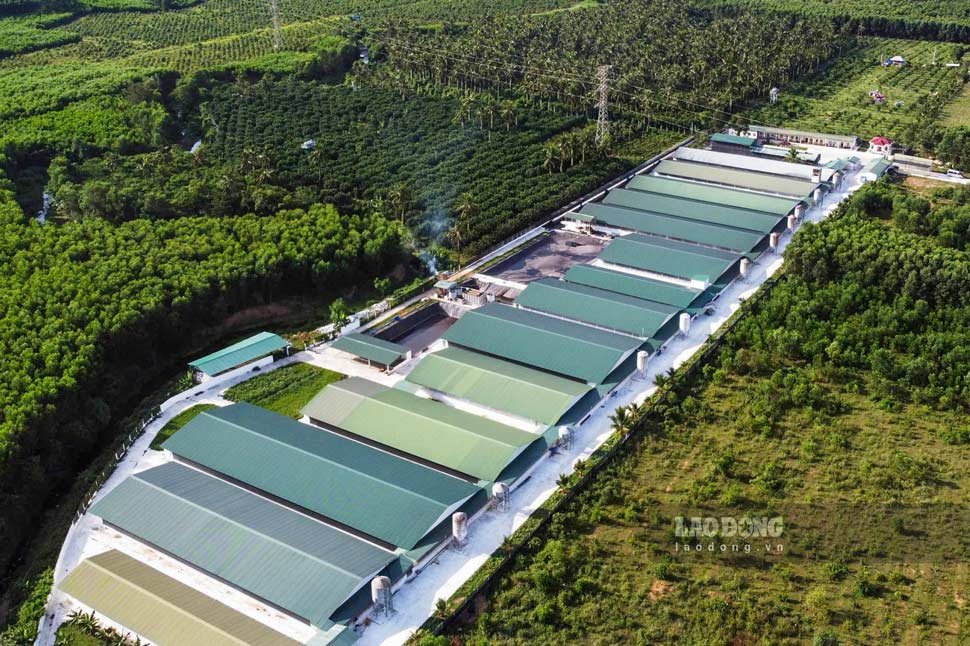 Pig farming project in Hoai An commune (Gia Lai). Photo: Hoai Phuong
