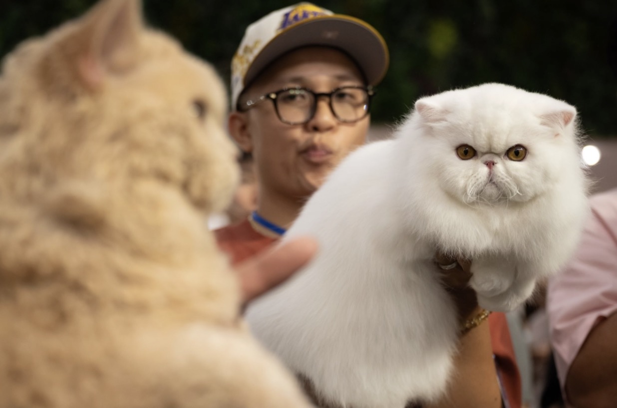 Bé mèo Ba Tư tên “Cu Bi Đu” đến từ TPHCM cũng nhận được nhiều sự quan tâm. 