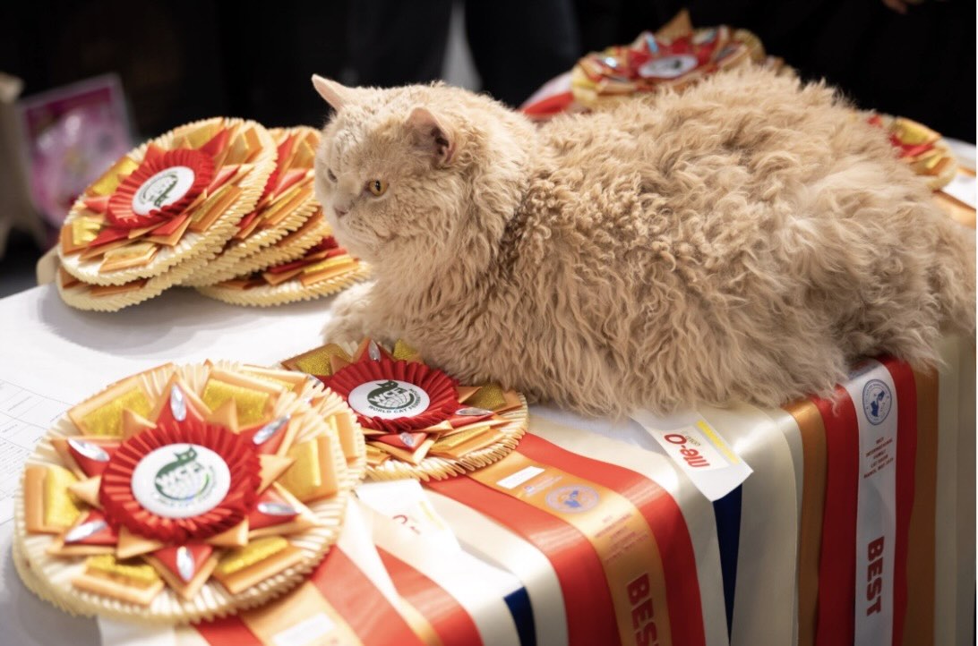 Một bé mèo Selkirk Rex Longhair đến từ Thái Lan được nhiều người tại sự kiện