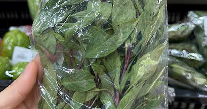 Mẹo cho gia đình trồng húng quế