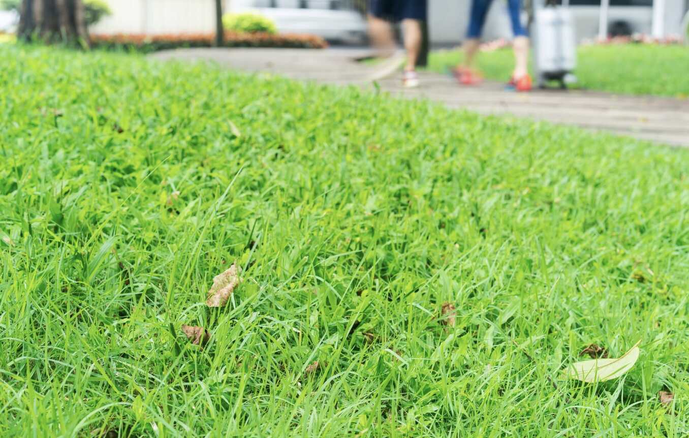 How to protect the lawn around the house after flooding. Photo: Thuy Duong