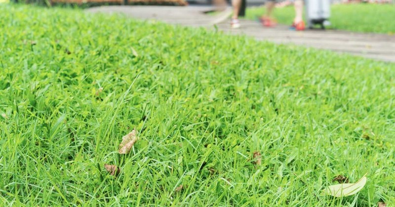 Cách cứu cây trồng quanh nhà bị ngập sau mưa lớn