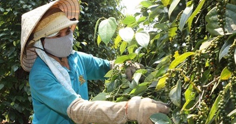 Giá tiêu hôm nay 17/5: Đà tăng tiếp diễn, động lực tăng trưởng ổn định