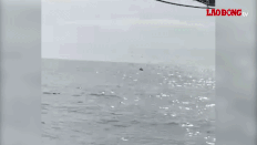 The moment a large whale surfaced to hunt for prey in the Nhon Ly sea area (Gia Lai). Photo: Tinh Seafood Tour