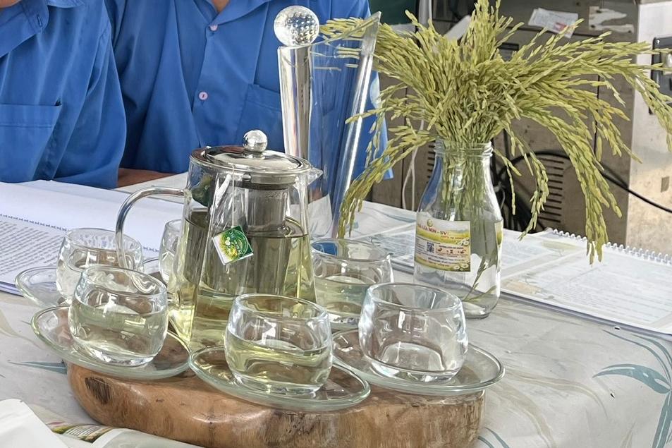 Nhóm sinh viên đã lựa chọn lúa chét ST25 ở giai đoạn lúa sữa để chế biến trà thảo mộc. Ảnh: Nhóm sinh viên cung cấp