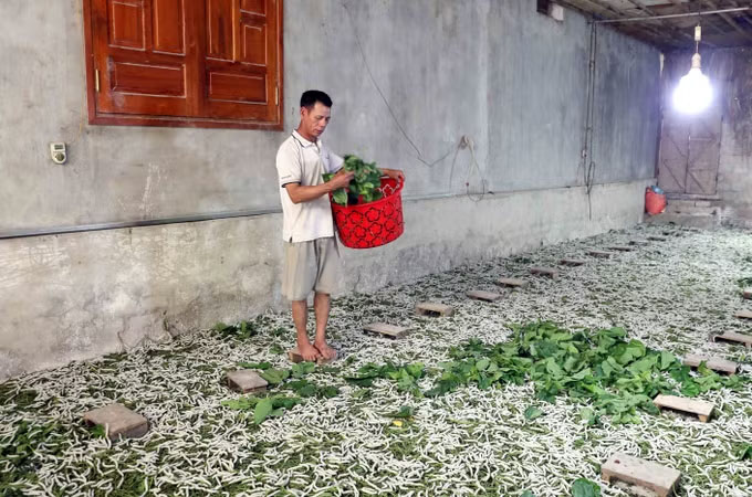 Ông Nguyễn Văn Đồng, thôn 10, xã Tân Long (Tuyên Quang) chăm sóc đàn tằm của gia đình. Ảnh: Quang Cường/TTXVN