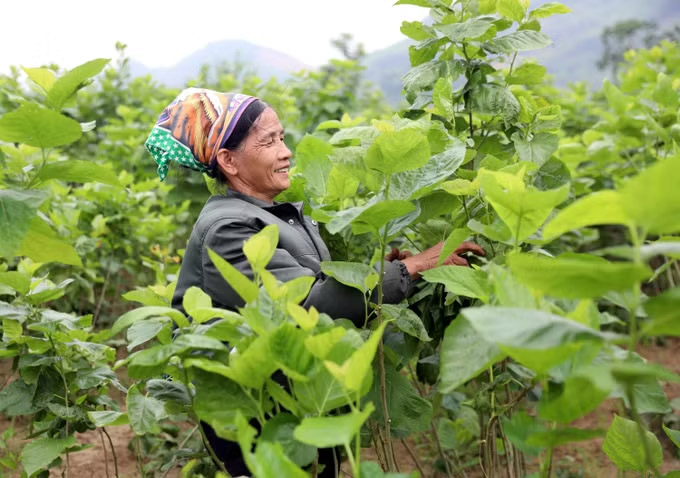 People in village 10, Tan Long commune (Tuyen Quang) harvest mulberry leaves planted in alluvial land to raise silkworms. Photo: Quang Cuong/VNA