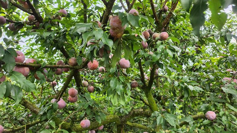 Những vườn mận ở thung lũng Nà Ka đang vào mùa thu hoạch. Ảnh: Hà Lê