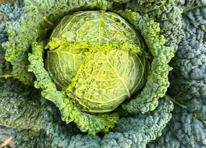 One of the ways to reduce visceral fat while still eating fatty meat is to combine it with many types of green vegetables, including cabbage. Photo: Kieu Vu