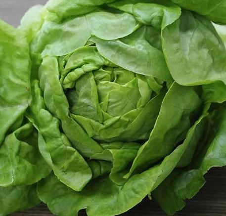 Lettuce is still a nutritious food and is worth including in the daily diet. Photo: Quang Minh.