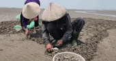 La gente de Nghệ An está ocupada en el patio de cultivo de almejas, confiando en las mareas. Foto: Quang Đại