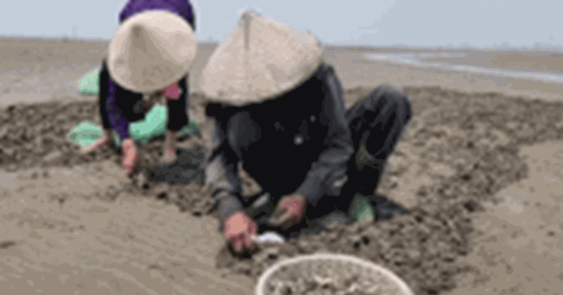 Nghệ An: Dân tất bật thu hoạch ngao, tranh thủ con nước