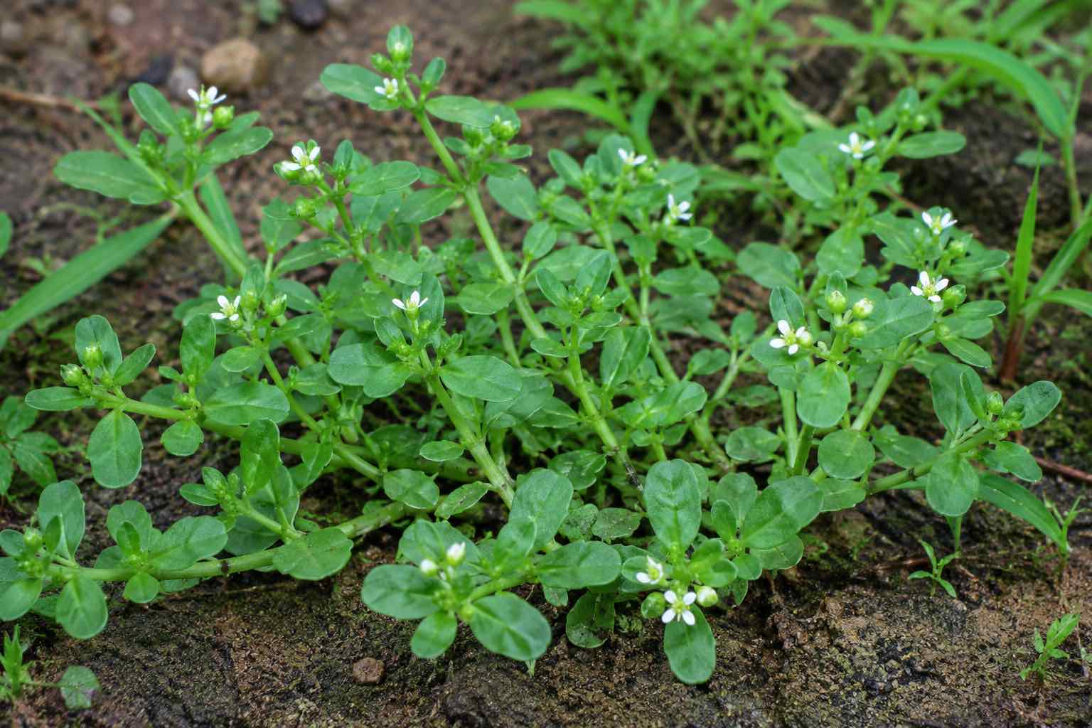 Bitter soil vegetables help support liver detoxification. Graphics: Vy Vy