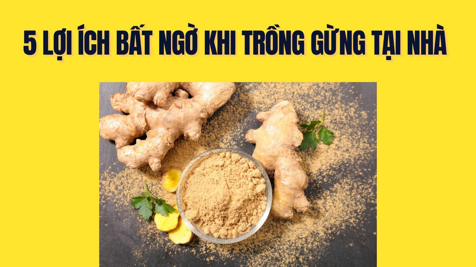 5 unexpected benefits of growing ginger at home. Graphics: Tra My