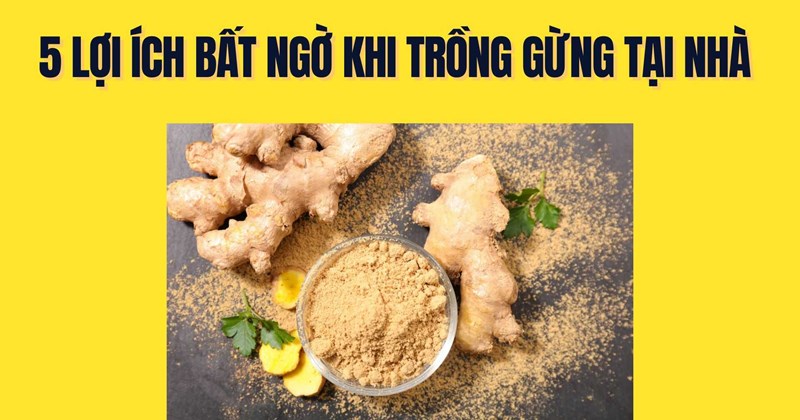 5 lợi ích bất ngờ từ việc tự trồng gừng tại nhà
