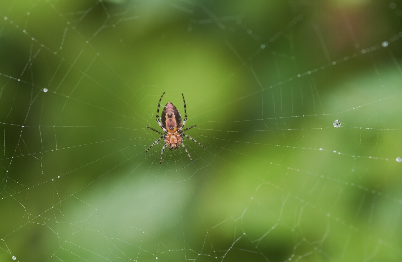 Red spiders are small pests but can weaken ornamental plants in the house quickly if not treated promptly. Photo: Thuy Duong