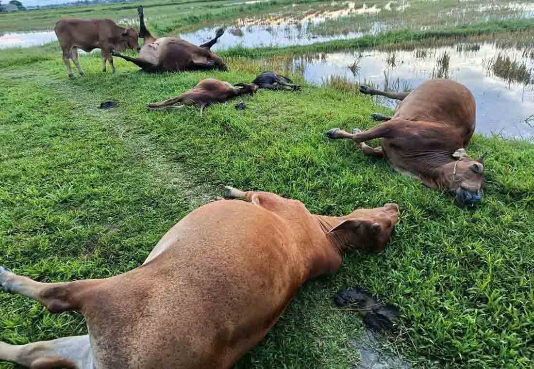 5 cows in Truong Luu commune were killed by lightning. Photo: Huong Son