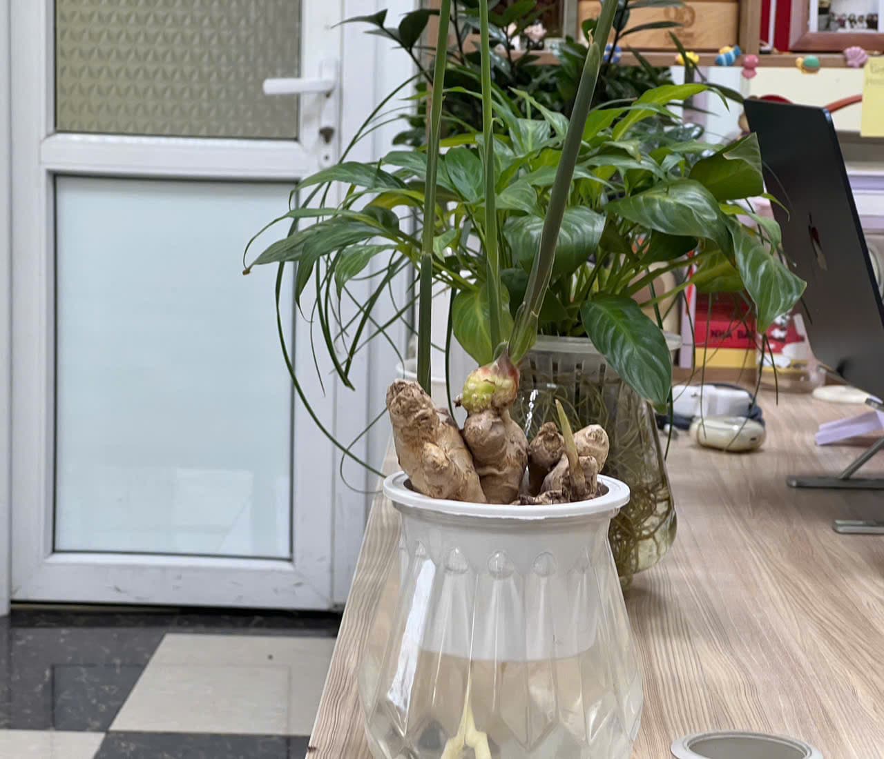 Experts have given advice on planting ginger properly. Photo: Quang Minh.