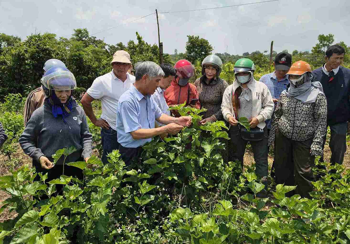 Nông dân được trải nghiệm, học tập mô hình trực tiếp tại vườn. Ảnh: Bảo Trung