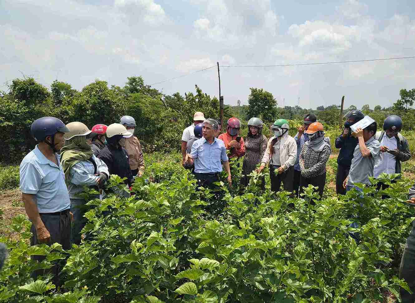 Farmers in Dak Lak have just been trained in mulberry growing and silkworm farming techniques. Photo: Bao Trung