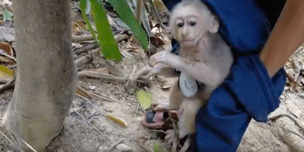 Rare red-faced macaque caught in trap rescued. Photo: Dong Chau - Khe Nuoc Trong Nature Reserve Management Board