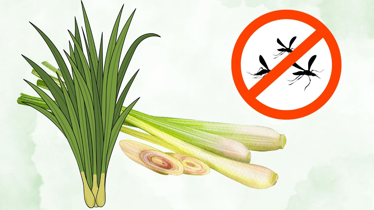 Lemongrass contains essential oils that can help support natural mosquito repellent. Graphics: Thanh Thanh