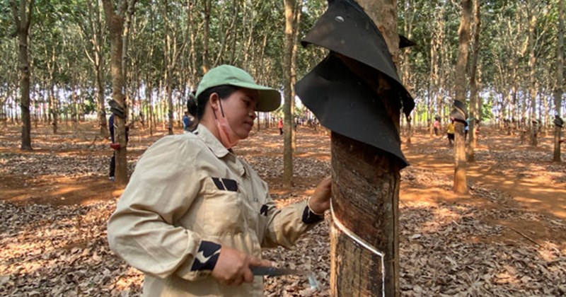 Gia Lai chuyển đổi hàng nghìn ha cao su sang dự án mới