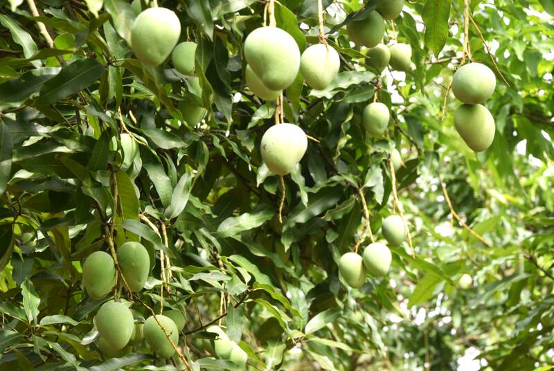 Những vườn xoài tròn trĩu quả vào vụ thu hoạch tại bản Mệt Sai, xã Yên Châu. Ảnh: Trường Sơn
