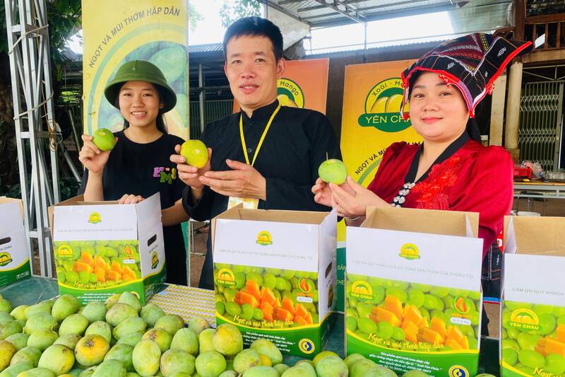 Specialty round mangoes in Yen Chau commune, Son La province are in harvest season. Photo: Truong Son