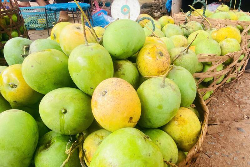 Gia đình ông thu hoạch xoài tròn. Ảnh: Trường Sơn