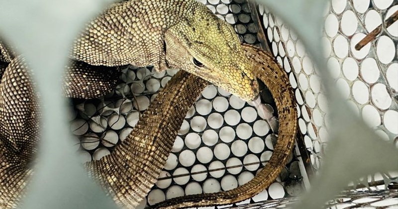 Bàn giao kền kền để tái thả về tự nhiên