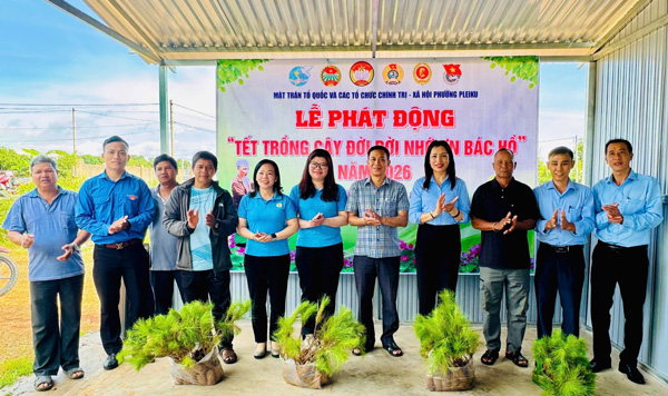 Thông ba lá phù hợp với khí hậu cao nguyên, tăng độ phủ cây xanh, bóng mát cho đô thị. Ảnh: Phương Thảo