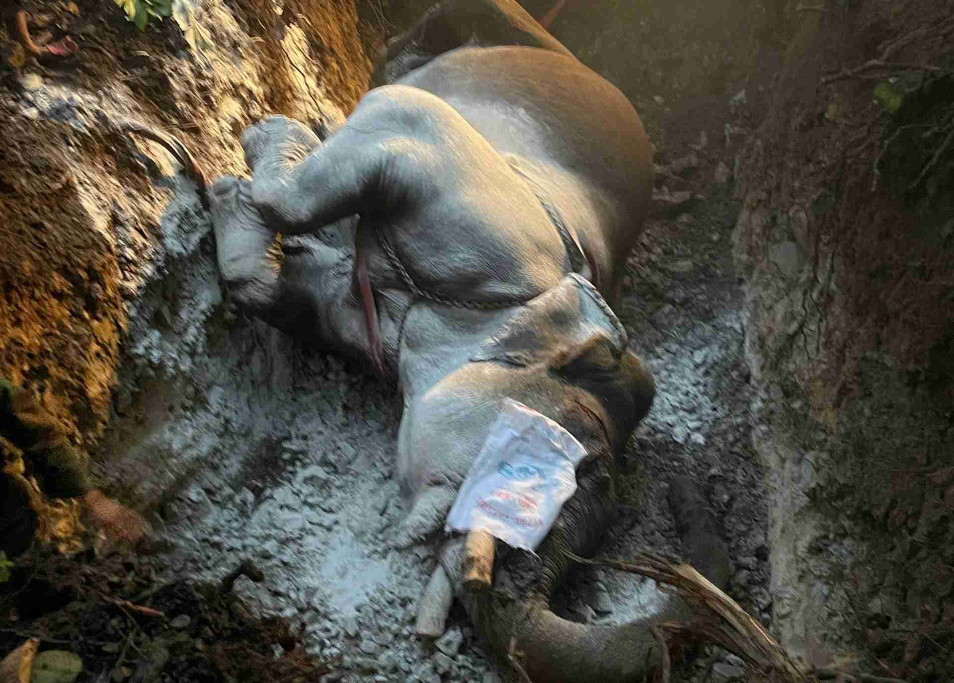 A 44-year-old domestic elephant in Dak Lak died for unknown reasons. Photo: People provided