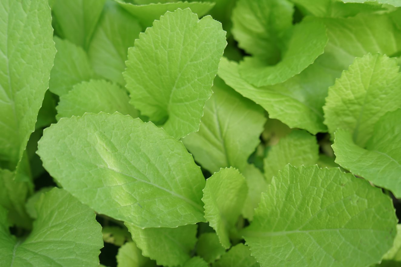 Eating a lot of vegetables and fruits is a habit that helps strengthen cardiovascular health. Photo: Thanh Thanh