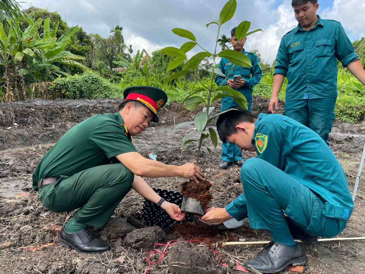 Hàng chục cây măng cụt được trồng trong vườn cây ở phường Thuận An. Ảnh: Đình Trọng