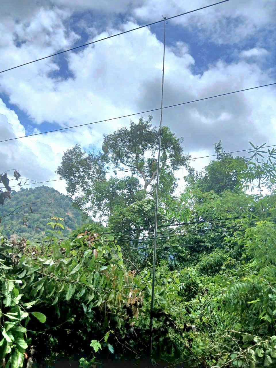 Bird trap of a man caught in a medium-voltage power line on Bao Loc Pass. Photo: Phuc Khanh