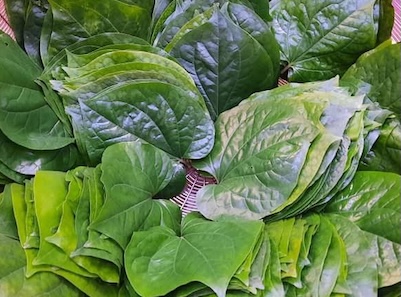 Betel leaves are said to be kidney-boosting if you know how to prepare them. Photo: Kieu Vu
