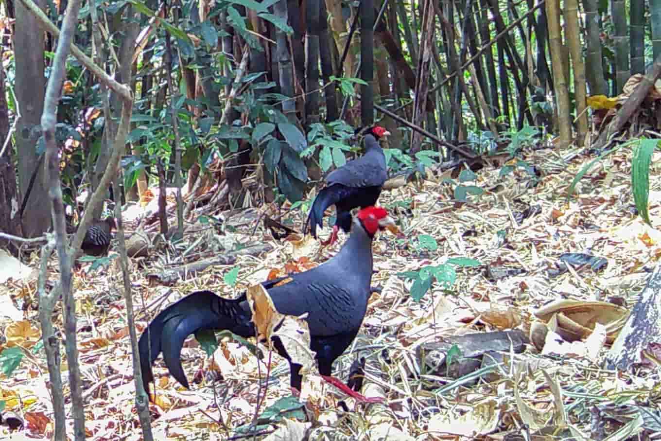 Pink-purple pheasant chickens walking back and forth in the forest for food. Photo: Chu Mom Ray National Park