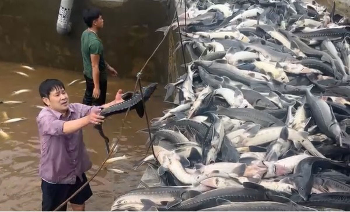 Siec Long Min sturgeon cooperative urgently harvests. Photo: Dieu Hoang