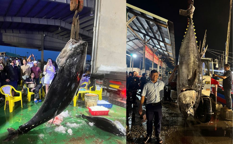 2 bateaux de pêche des pêcheurs de Hoai Nhon (Gia Lai) ont capturé 2 thons océaniques pesant 310 kg et 245 kg. Photo de : Dinh Truong
